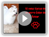 10 choses typiques d'un chien coton de tulear